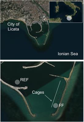 Temporal Changes in Microbial Communities Beneath Fish Farm Sediments Are Related to Organic Enrichment and Fish Biomass Over a Production Cycle